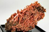 Bright Orange Crocoite Crystal Cluster - Tasmania #206950-1
